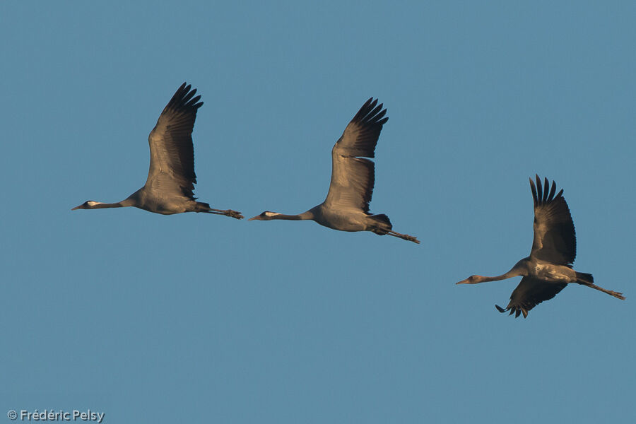 Common Crane, Flight