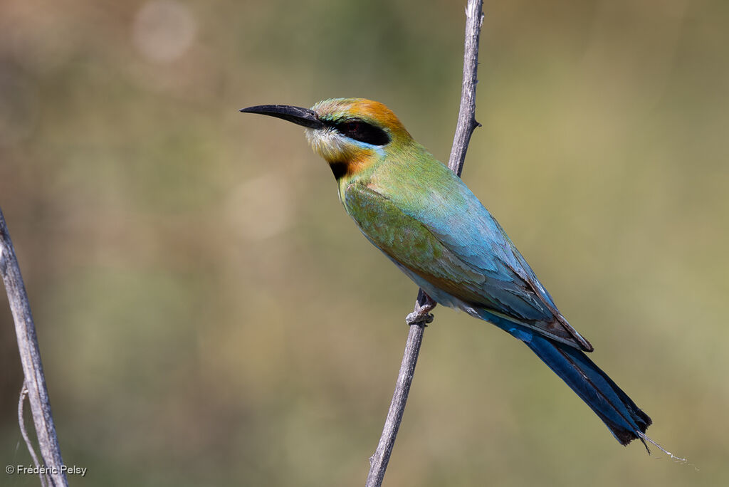 Guêpier arc-en-ciel