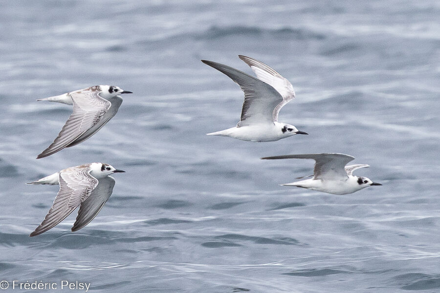 White-winged Tern