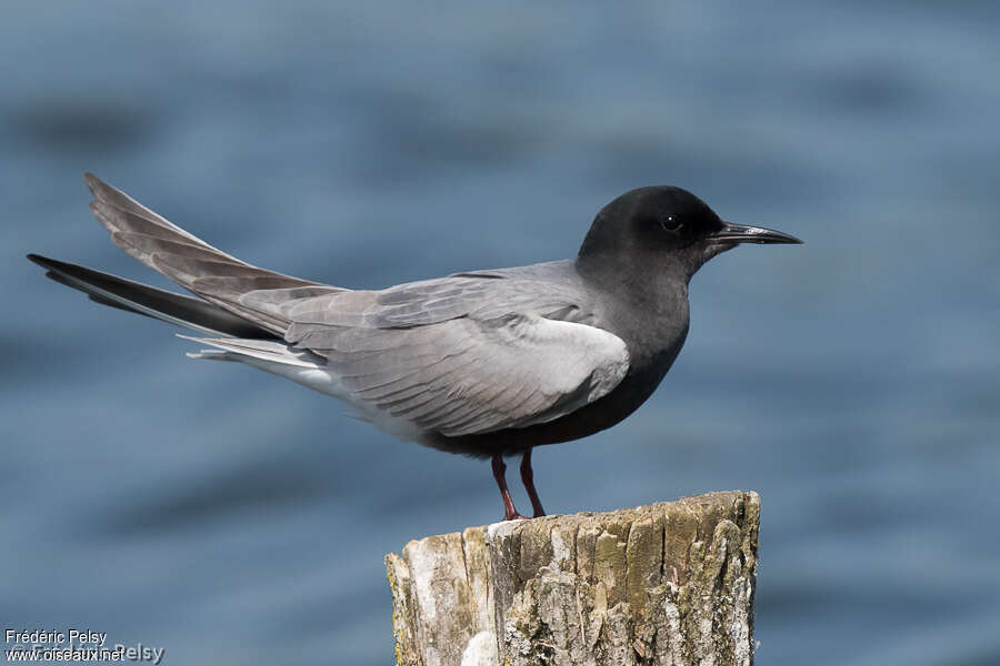 Guifette noireadulte nuptial, identification