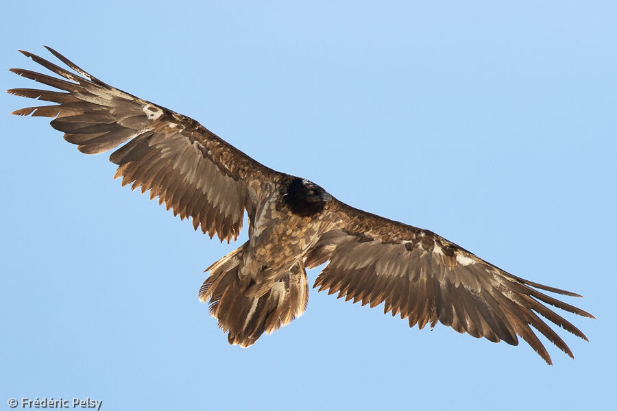 Bearded Vultureimmature, Flight