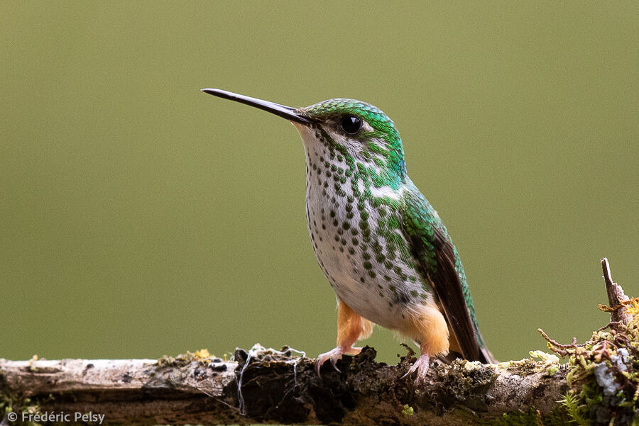 Peruvian Racket-tail female adult
