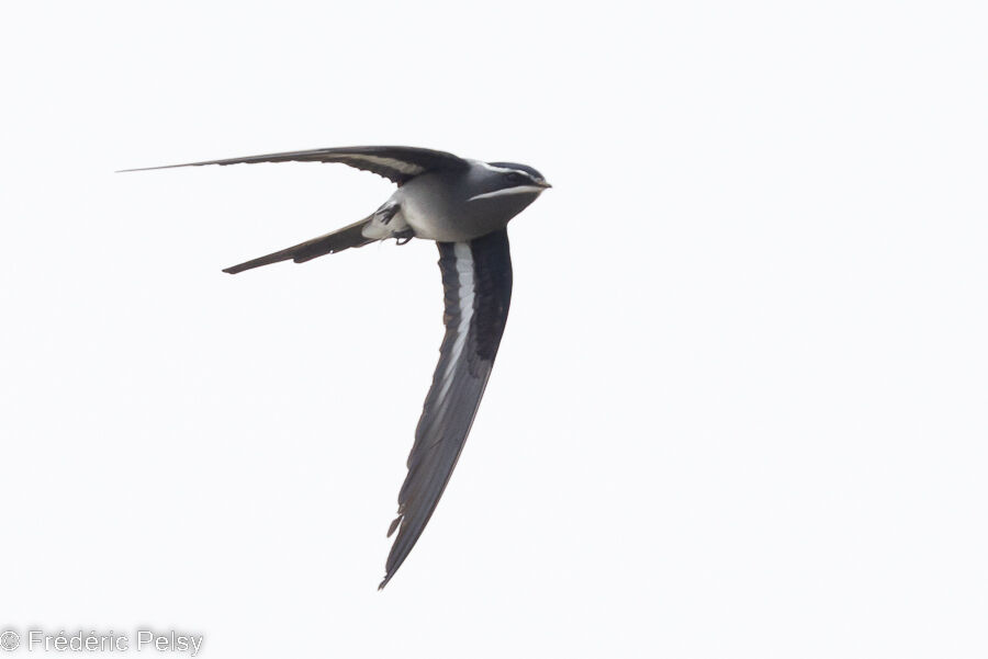 Moustached Treeswift