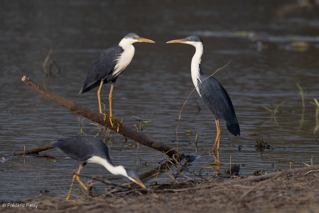 Héron pie - Aigrette pie<br />