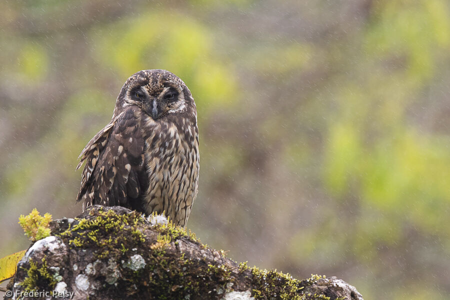 Short-eared Owl
