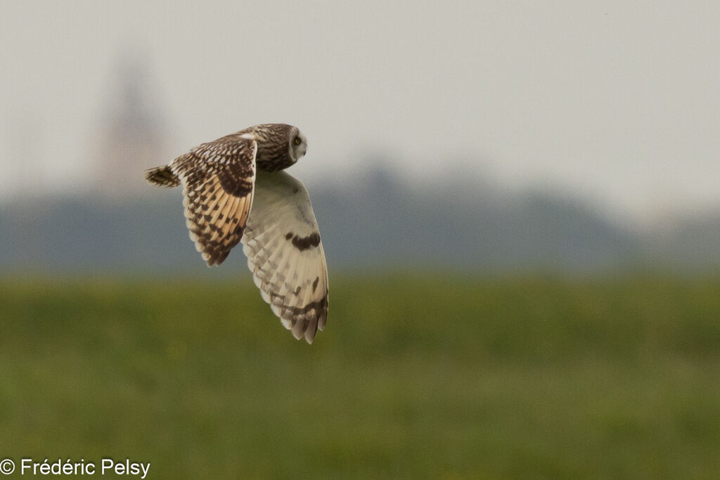 Hibou des marais