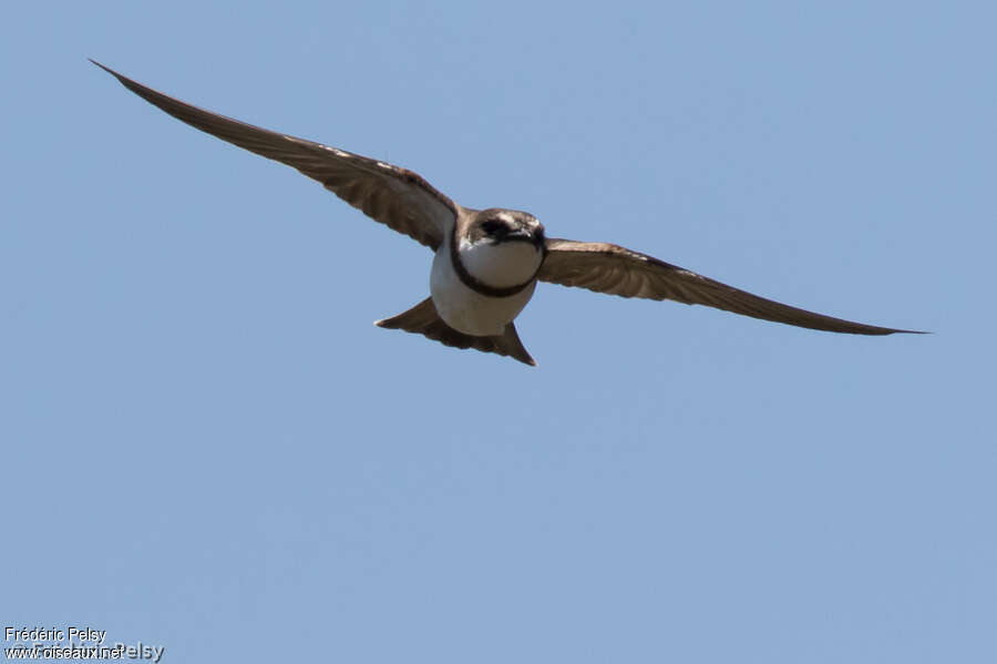 Hirondelle à collieradulte, Vol