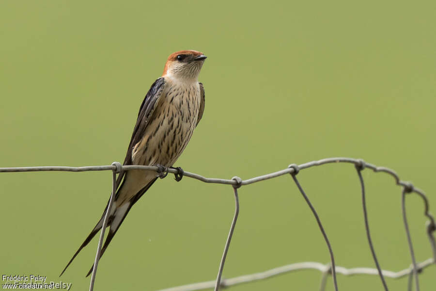 Greater Striped Swallowadult, identification