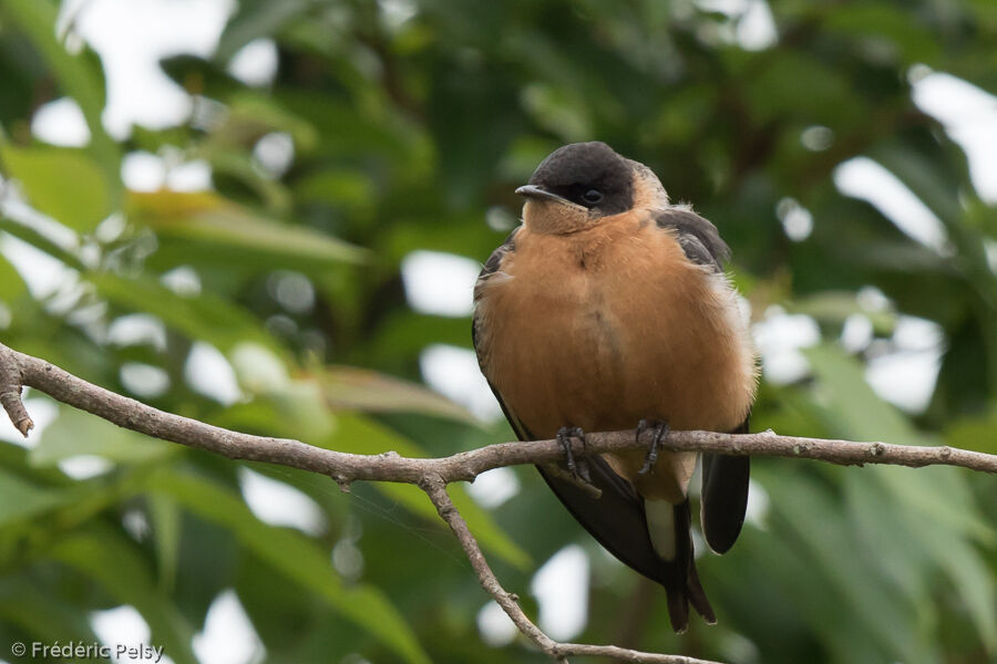 Red-breasted Swallowjuvenile