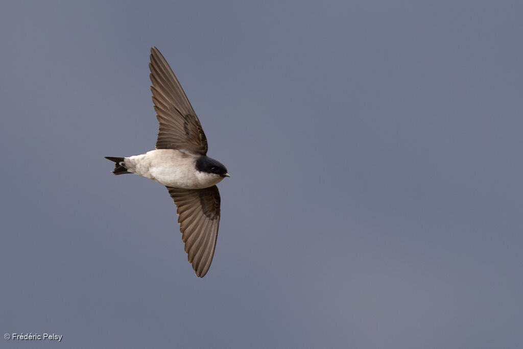 Hirondelle de Bonaparte