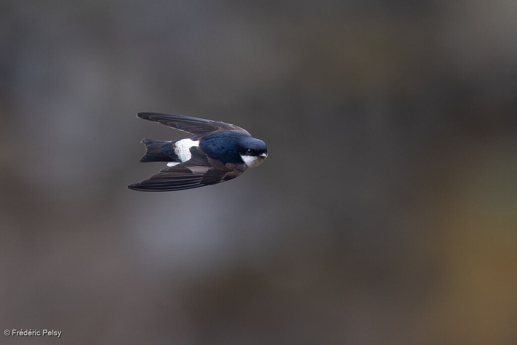 Hirondelle de Bonaparte