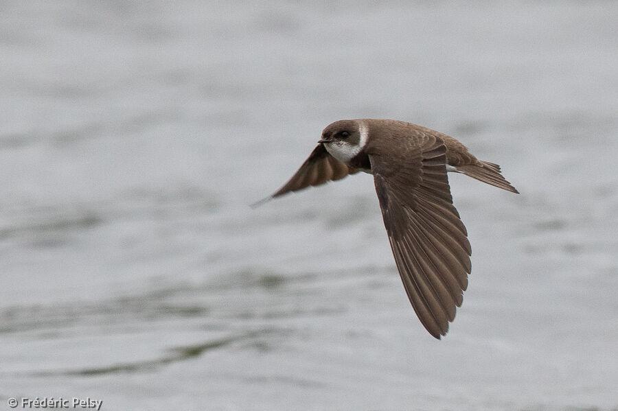 Hirondelle de rivage