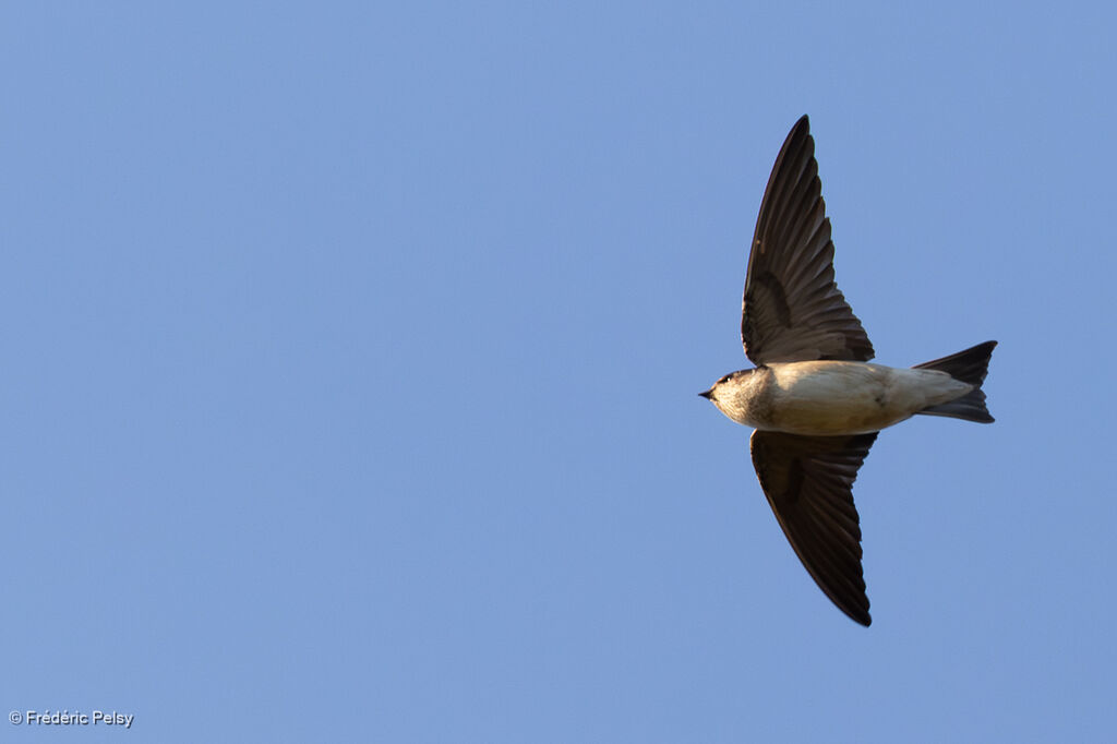 Hirondelle des arbres, Vol