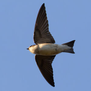 Hirondelle des arbres