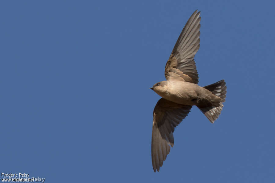 Large Rock Martinadult, Flight