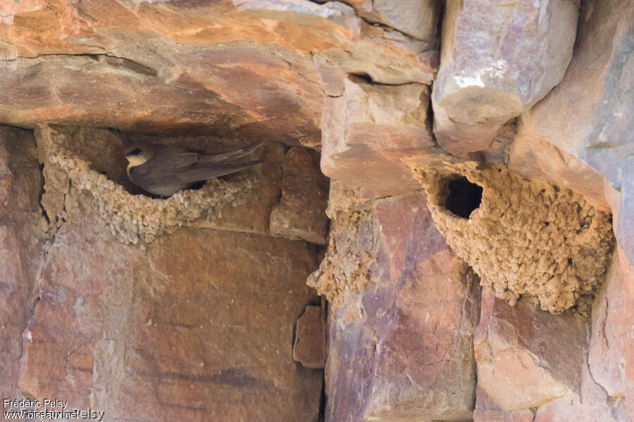 Large Rock Martinadult, habitat, Reproduction-nesting