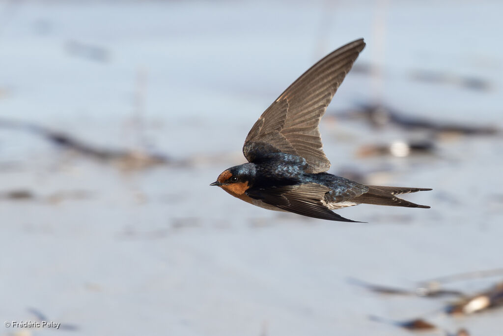 Hirondelle messagère, Vol