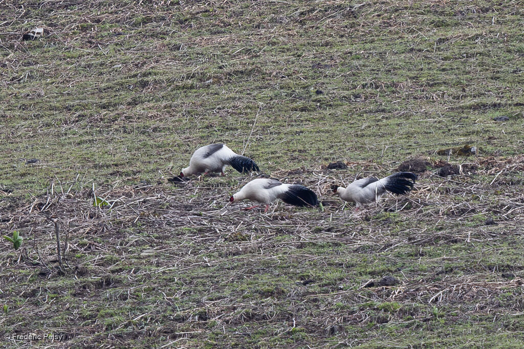 White Eared Pheasant