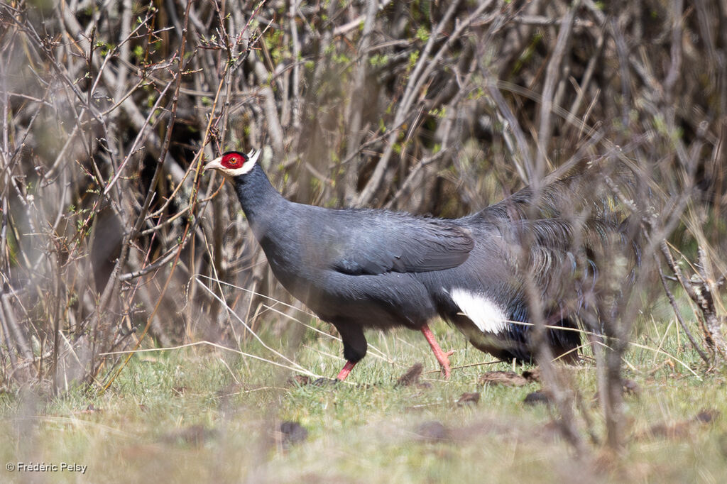 Blue Eared Pheasant