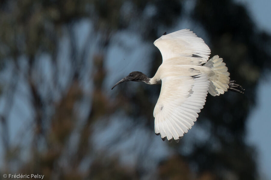 Ibis à cou noiradulte, Vol