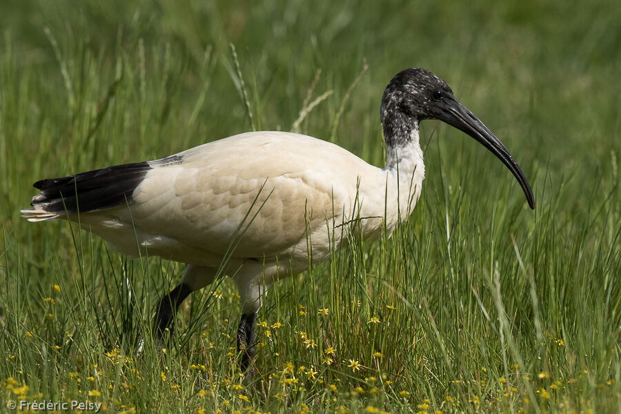 Ibis à cou noir