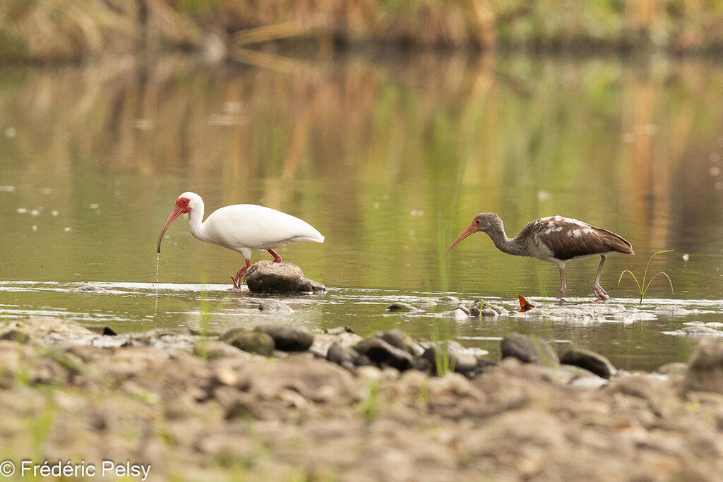 American White Ibis