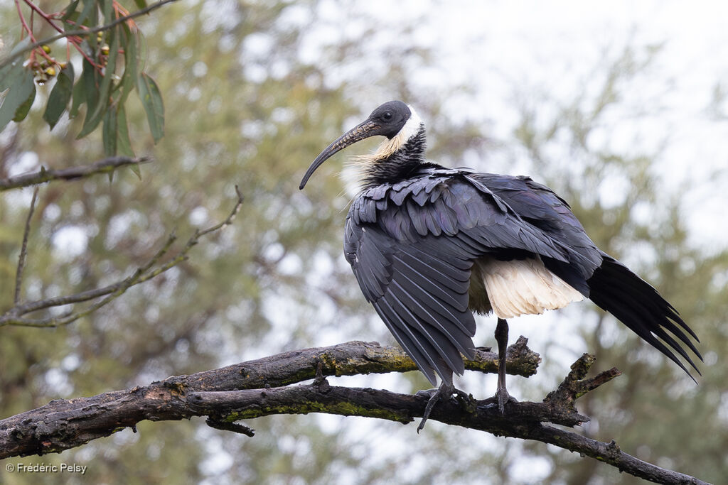 Straw-necked Ibis