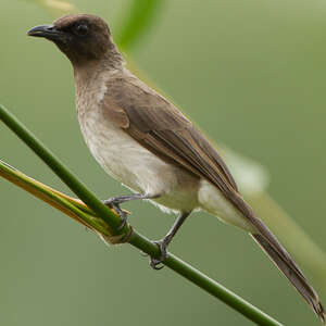 Bulbul des jardins