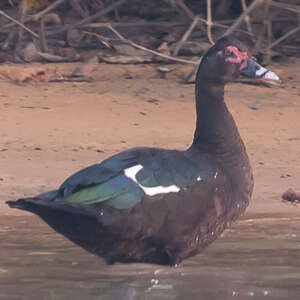 Canard musqué