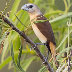 Capucin à croupion jaune