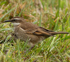 Cinclode du paramo