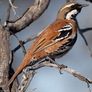 Cinclosome à dos fauve