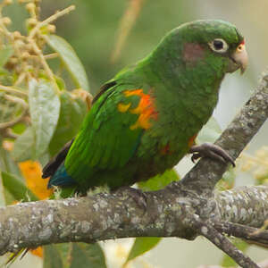 Conure de Santa Marta