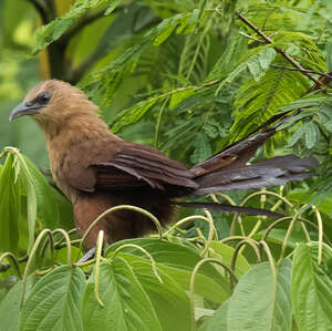 Coucal des Célèbes