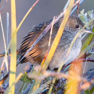 Dasyorne à long bec