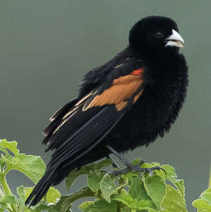 Euplecte à épaules orangées