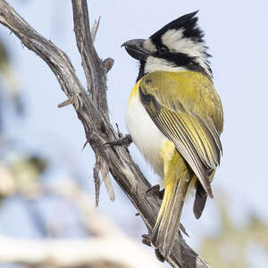 Falconelle à ventre blanc