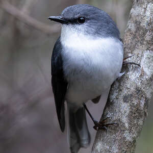 Miro à poitrine blanche