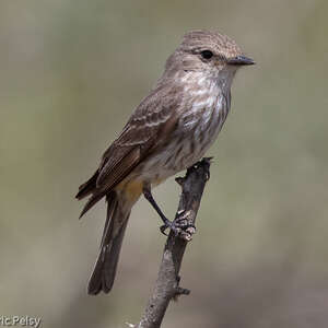 Moucherolle écarlate