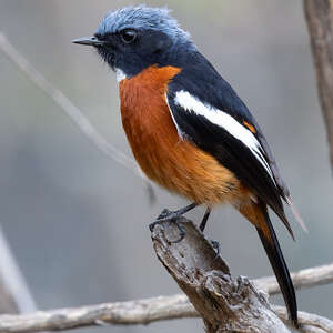 Rougequeue à gorge blanche