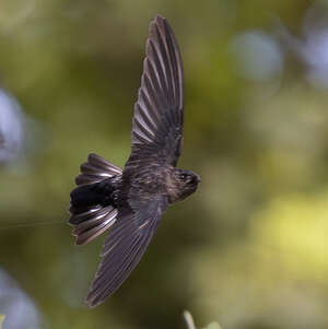 Salangane de Christmas