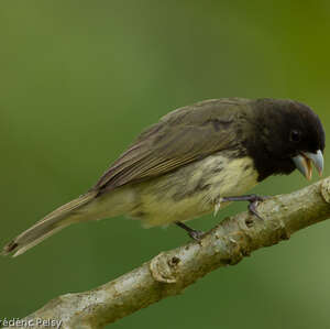 Sporophile à ventre jaune