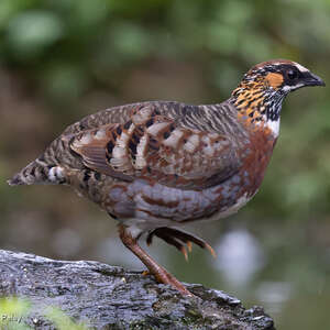 Torquéole de Boulton