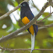 Trogoniformes