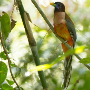 Trogon des Philippines