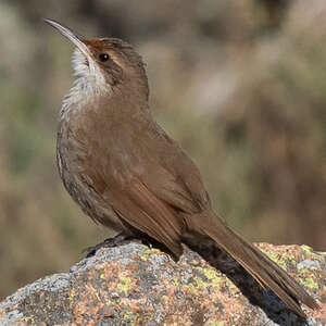 Upucerthie du Chaco