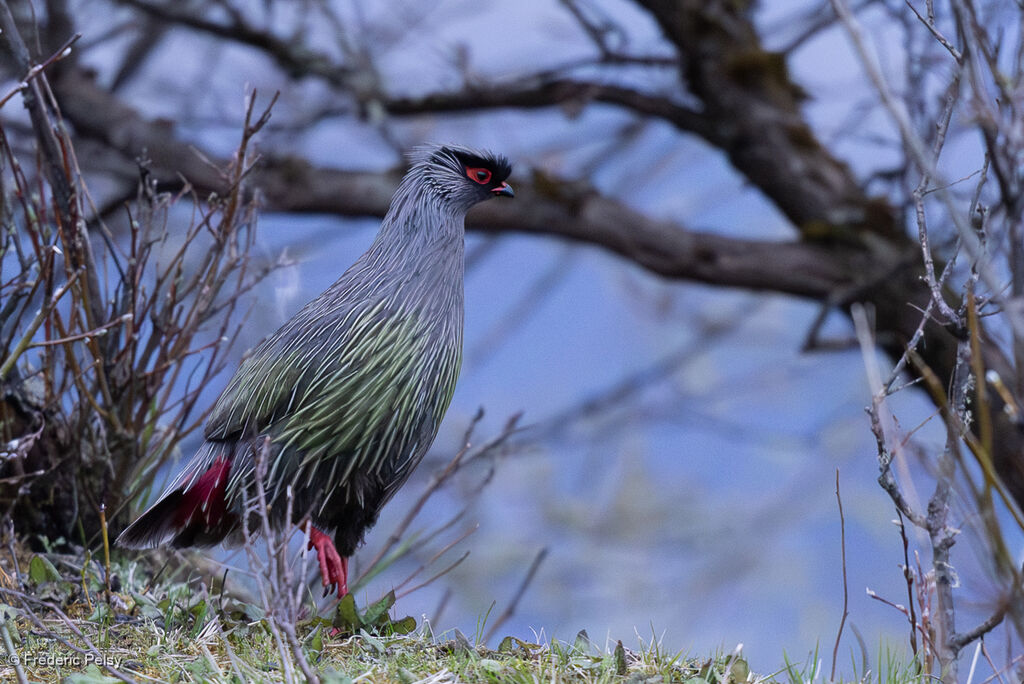 Blood Pheasant
