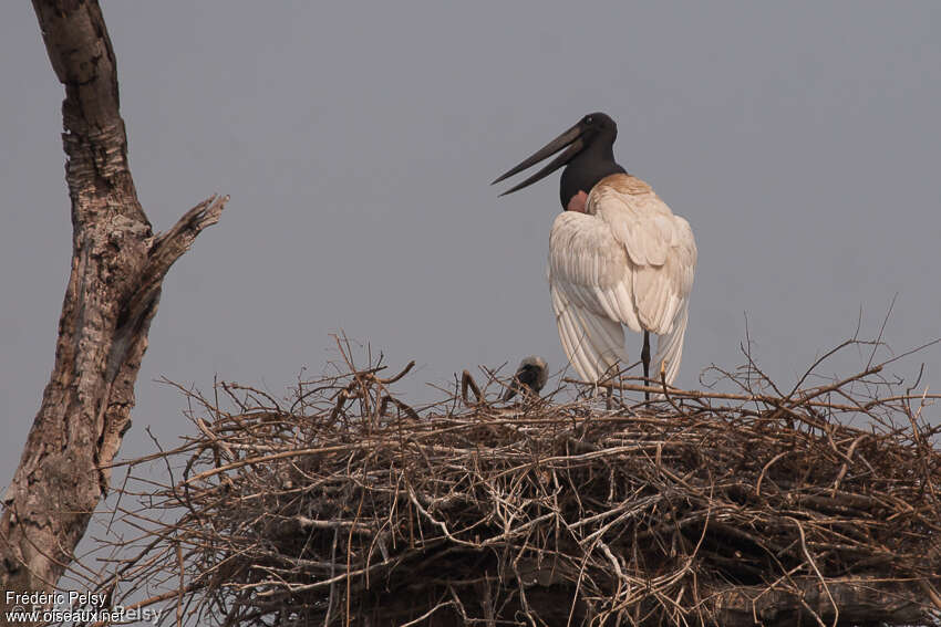 Jabiru d'Amérique, Nidification