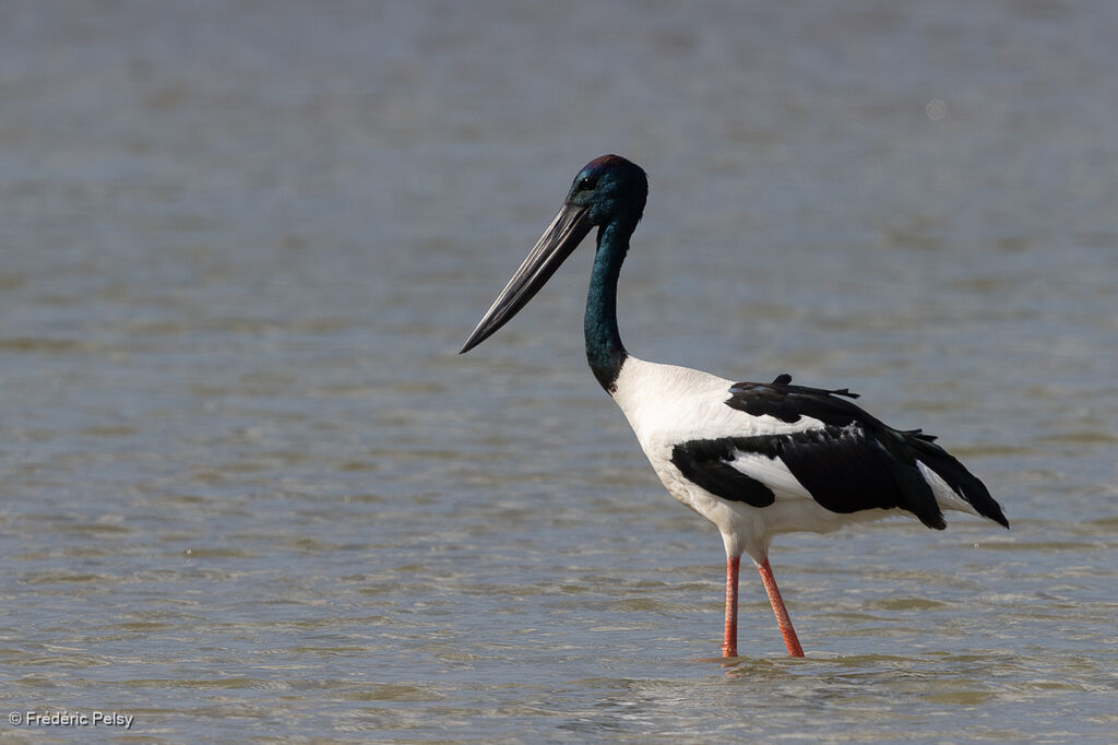 Jabiru d'Asie mâle adulte