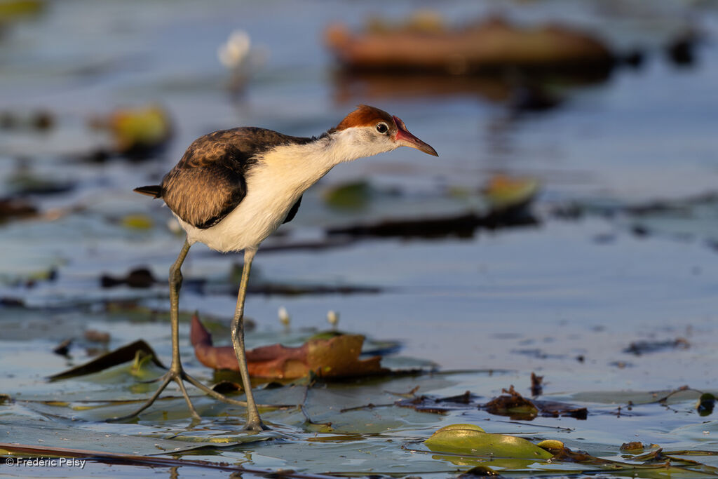 Jacana à crêteimmature